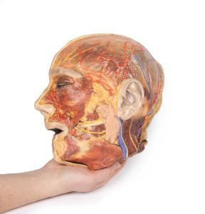 Oppervlakkige Gezichtszenuwen en Oorspeekselklier, 3D Print