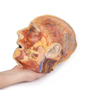 Oppervlakkige Gezichtszenuwen en Oorspeekselklier, 3D Print