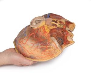Oppervlakkige Gezichtszenuwen en Oorspeekselklier, 3D Print