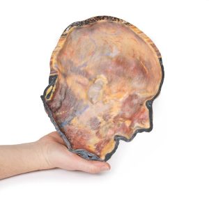 Oppervlakkige Gezichtszenuwen en Oorspeekselklier, 3D Print