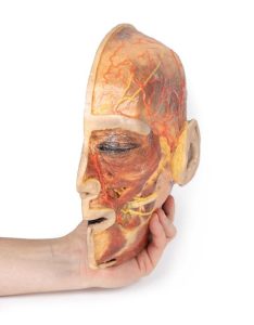 Oppervlakkige Gezichtszenuwen en Oorspeekselklier, 3D Print