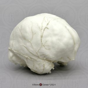 Orang Oetan Endocast