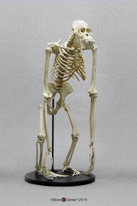 Orang Oetan Skelet