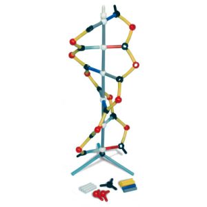 Orbit Klein DNA