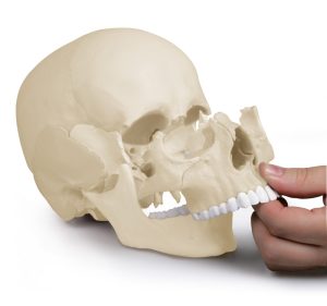 Osteopatisch Schedel Model