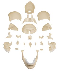 Osteopatisch Schedel Model