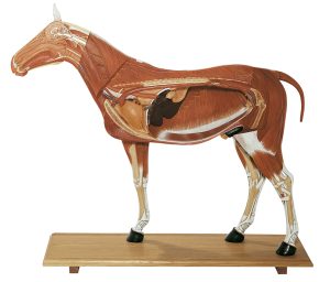 Paard Model