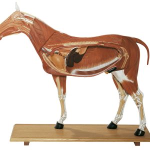Paard Model
