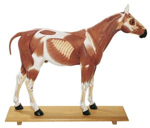Paard Model