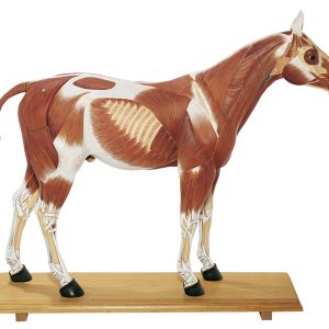 Paard Model
