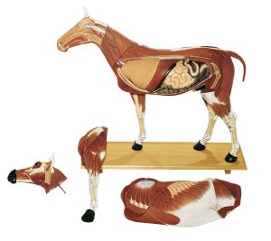 Paard Model