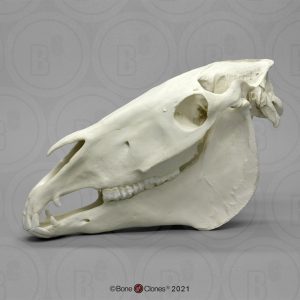 Paard Schedelmodel