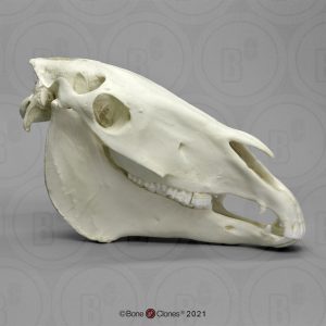 Paard Schedelmodel