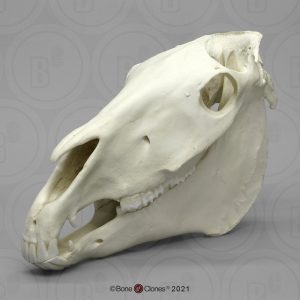 Paard Schedelmodel