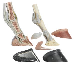 Paarden Hoef met Ligamenten, Bloedvaten en Zenuwen Model