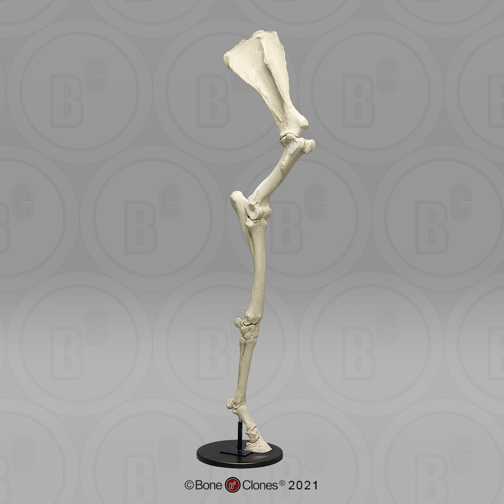 Paardenbeen Skelet
