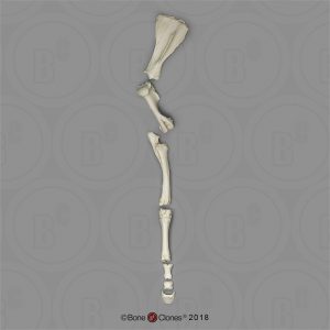 Paardenbeen Skelet