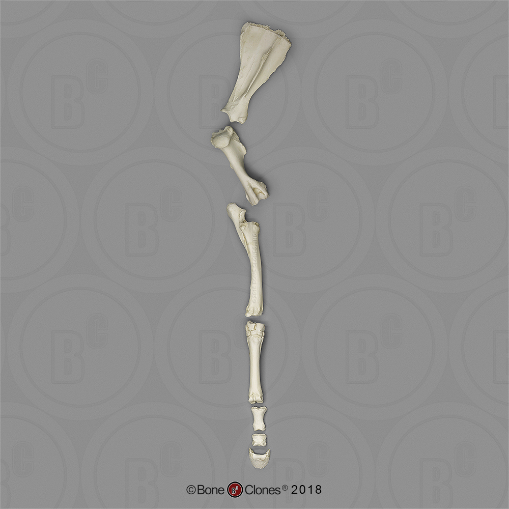 Paardenbeen Skelet