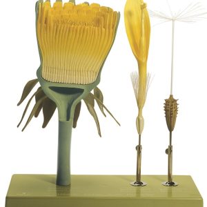 Paardenbloem Model