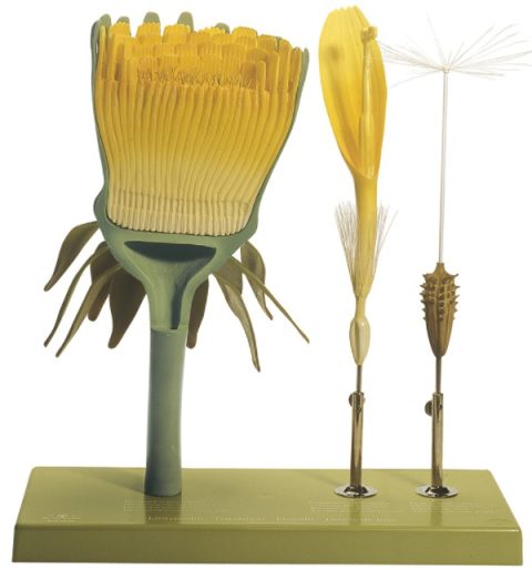 Paardenbloem Model