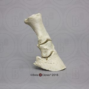 Paardenhoef Skelet