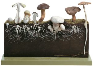 Paddestoelen, ontwikkeling, Somso