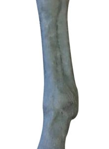 Palpatie & Radiologie Paardenbeen