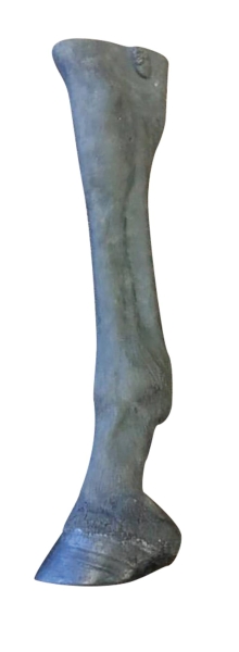 Palpatie & Radiologie Paardenbeen