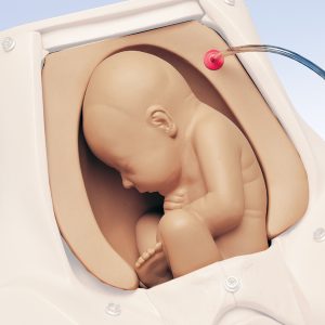 Palpatiemodule voor Geboorte Simulator