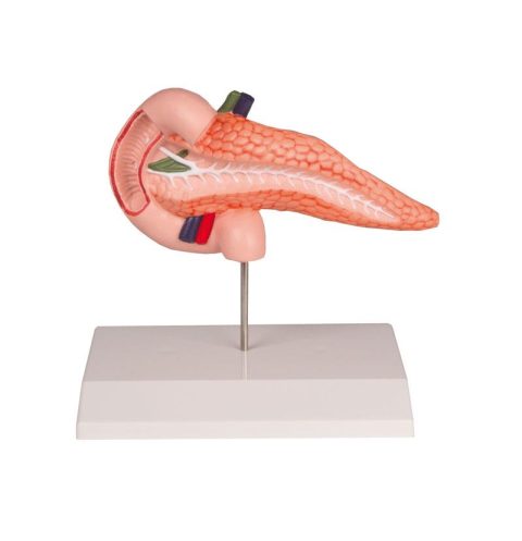 Pancreas en Duodenum Model