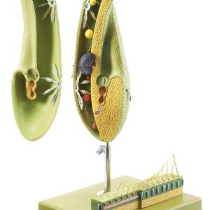 Pantoffeldiertje Model
