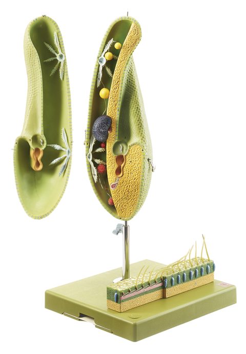 Pantoffeldiertje Model