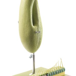 Pantoffeldiertje Model