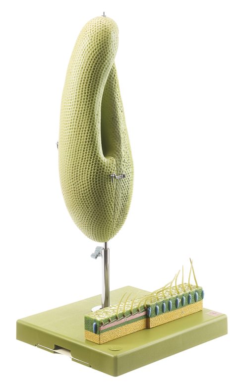 Pantoffeldiertje Model
