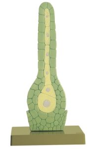 Parapluutjesmos Model, archegonium