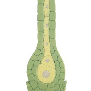Parapluutjesmos Model, archegonium