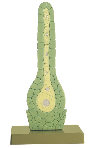 Parapluutjesmos Model, archegonium