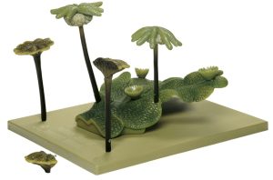 Parapluutjesmos Model, thallus