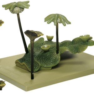 Parapluutjesmos Model, thallus