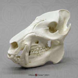 Pekari Schedelmodel