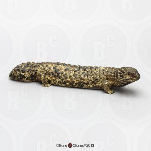 Pijnappelskink Model