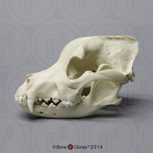 Pitbull Schedelmodel