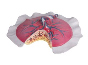 Bloedsomloop Placenta Model