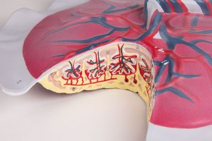 Bloedsomloop Placenta Model