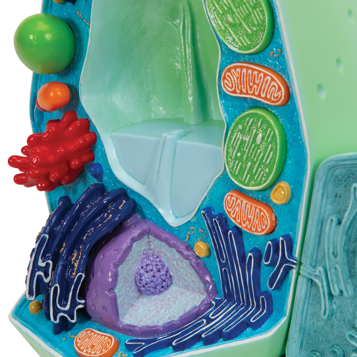 Plantencel Model