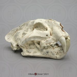 Prehistorische Tijger Schedelmodel