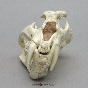 Prehistorische Tijger Schedelmodel