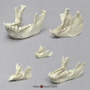 Primaten Gebit Set, 5-delig