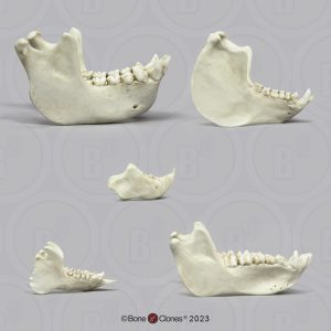 Primaten Gebit Set, 5-delig