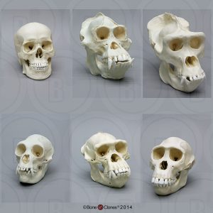 Primaten Schedel Set (6 stuks)